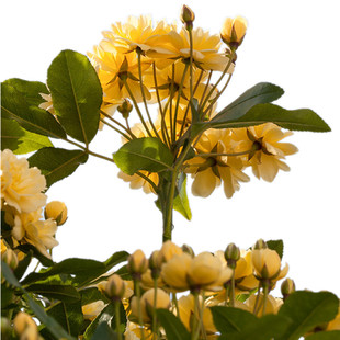 重瓣黄木香常绿无刺藤本花卉攀爬花苗庭院室外花架拱门爬藤植物