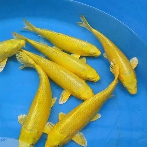 中国红冷水淡水观赏鱼锦鲤鱼活鱼金鱼小型好养红鲤鱼纯种小锦鲤