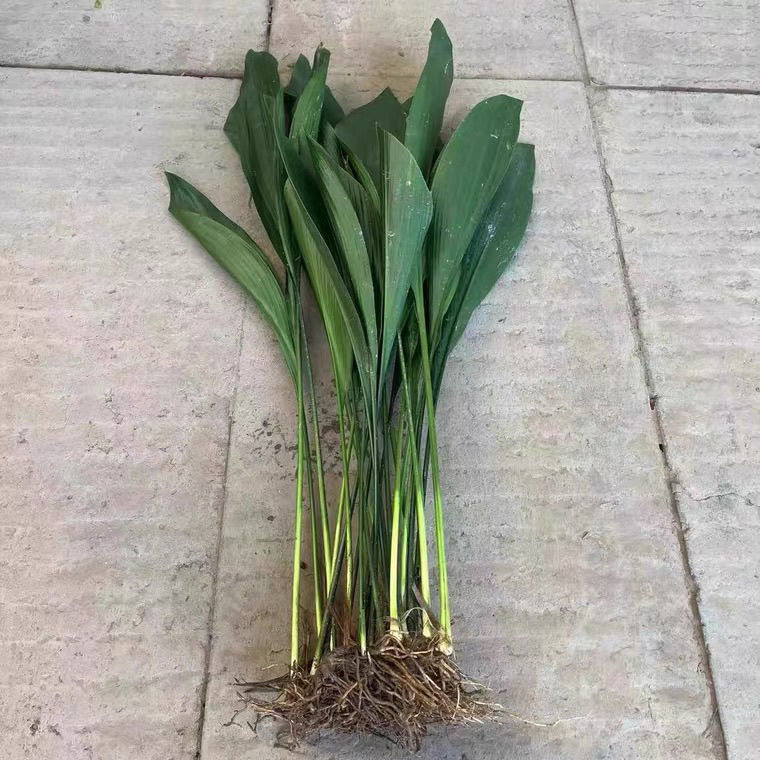 一叶兰盆栽室内客厅绿植四季常青落地植物净化空气除甲醛好养易活图片