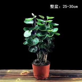 常青观叶植物老桩桌面招财树易活小盆景 福禄桐金钱兜盆栽室内四季