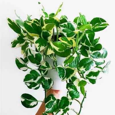 白金葛花叶雪花绿萝室内桌面阳台花卉观叶四季常绿吸甲醛净化空气