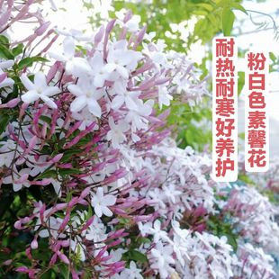 年宵花卉多花素馨盆栽花苗藤本爬藤植物室外庭院花园攀爬花苗花香
