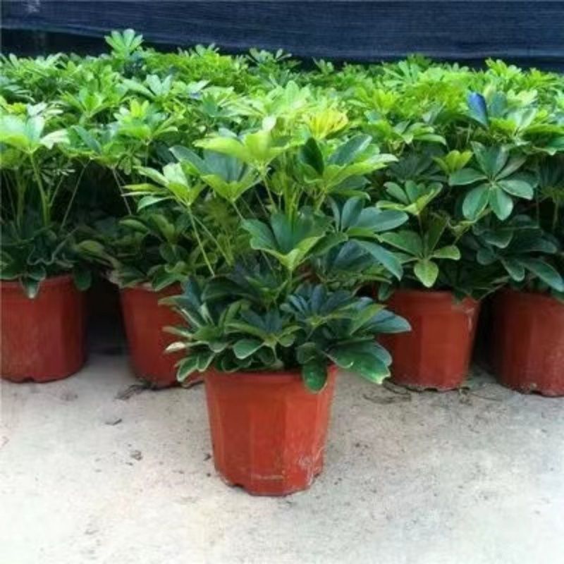 鸭脚木八方来财室内阳台桌面绿植盆栽花卉发财树苗招财树