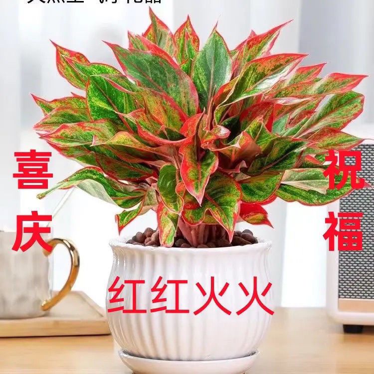 万年红盆栽室内四季好养真花卉吉利红大花苗客厅喜庆绿植