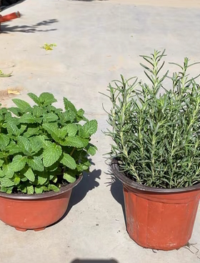 驱蚊薄荷迷迭香别墅庭院花园花镜绿植绿化带造景四季不落叶