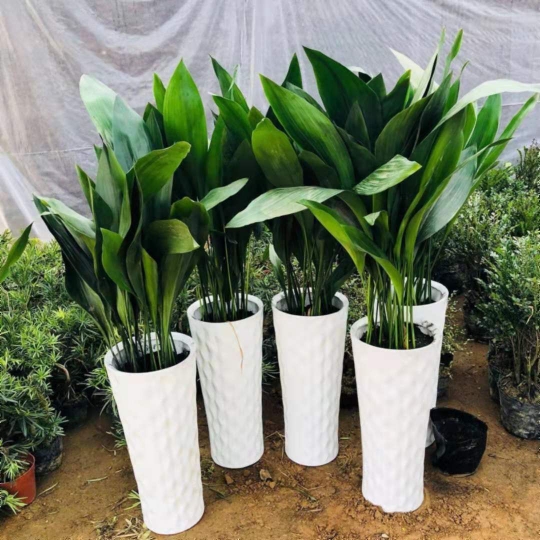 一叶兰   别墅庭院花园花镜绿植绿化带造景四季不落叶