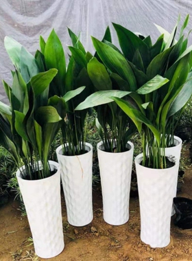 一叶兰   别墅庭院花园花镜绿植绿化带造景四季不落叶