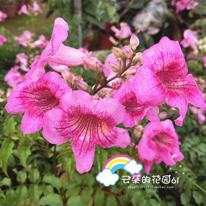粉色凌霄花苗爬藤植物老桩盆栽好养攀援花卉阳台藤本炮仗花喇叭花
