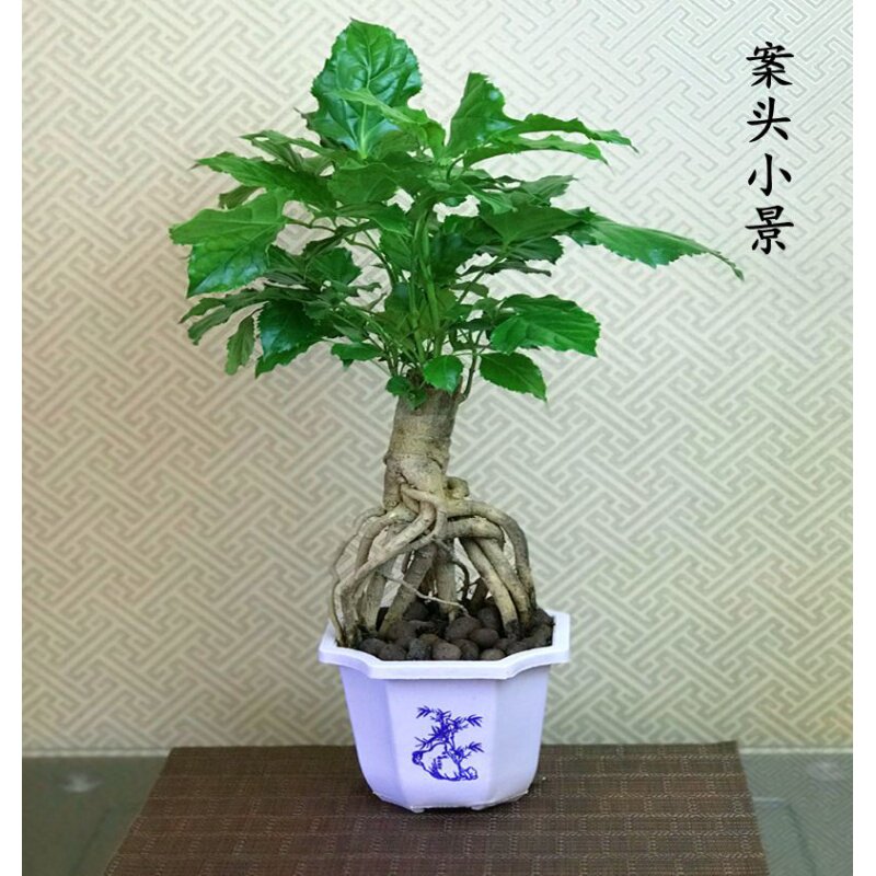 提根幸福树绿宝盆栽造型盆景室内小盆景办公室盆栽