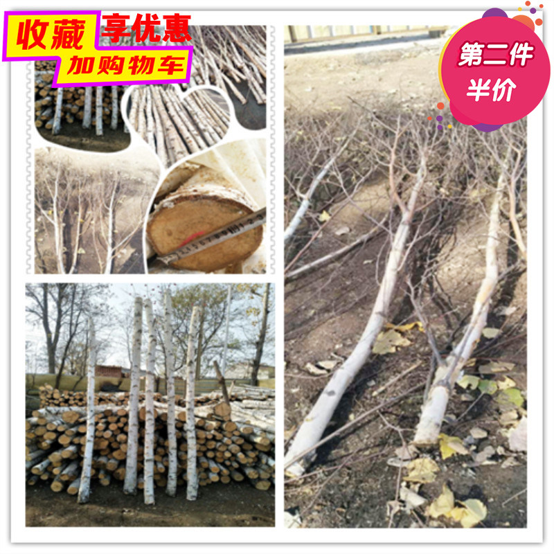天然白桦树干树杈装饰原木树干树杈婚庆屏风隔断景观装饰枯树杆枝