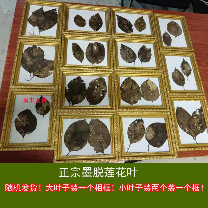 西藏林芝墨脱天然莲花叶精挑发货送礼送朋友送同学送老师送女友