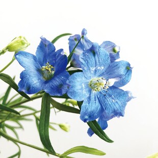 小飞燕鲜切花应季花材家庭瓶x插花艺婚庆节日比赛装饰常用斗南空