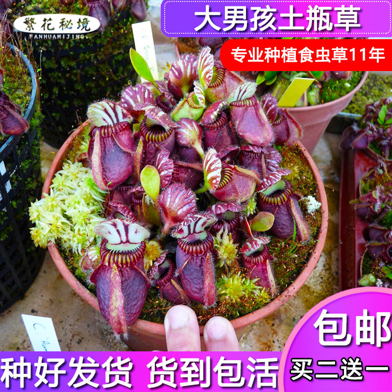 大男孩土瓶草【稀有大型品种成熟瓶瓶子草猪笼草】