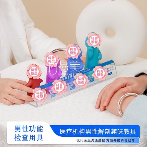 一触究竟男性功能检查用具科普教具医学硅胶模型医患沟通桌面摆件