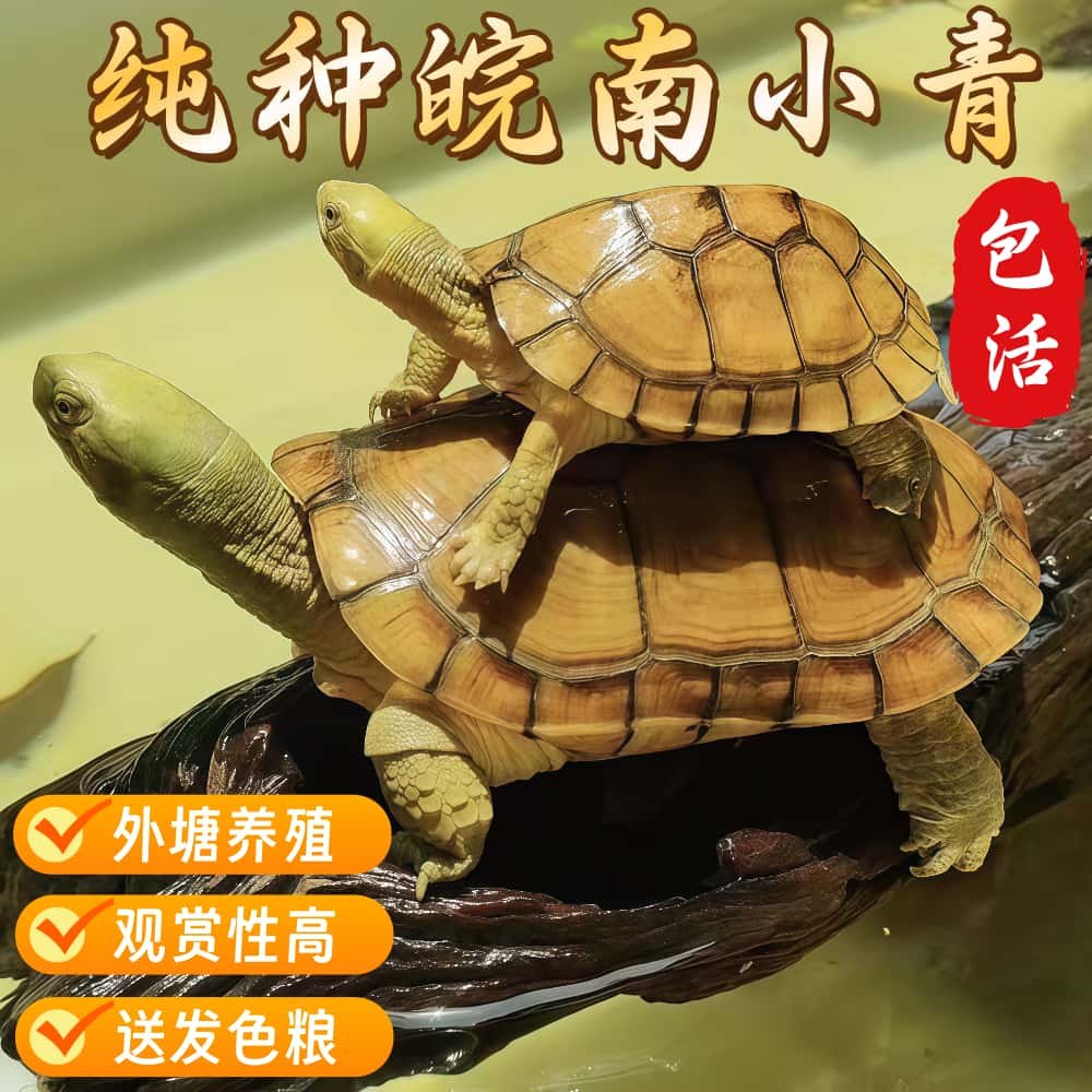 安徽纯种皖南小青龟三黄黄喉拟水龟幼龟苗观赏宠物小乌龟外塘养殖,宠物/宠物食品及用品,龟/鳖,淘宝优惠券,粉丝福利购,淘宝优惠卷