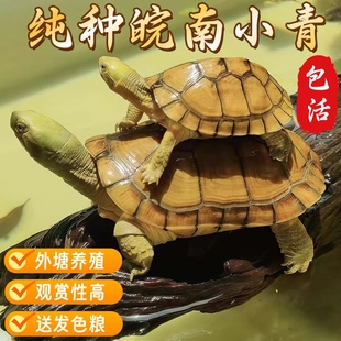 安徽纯种皖南小青龟三黄黄喉拟水龟幼龟苗观赏宠物小乌龟外塘养殖