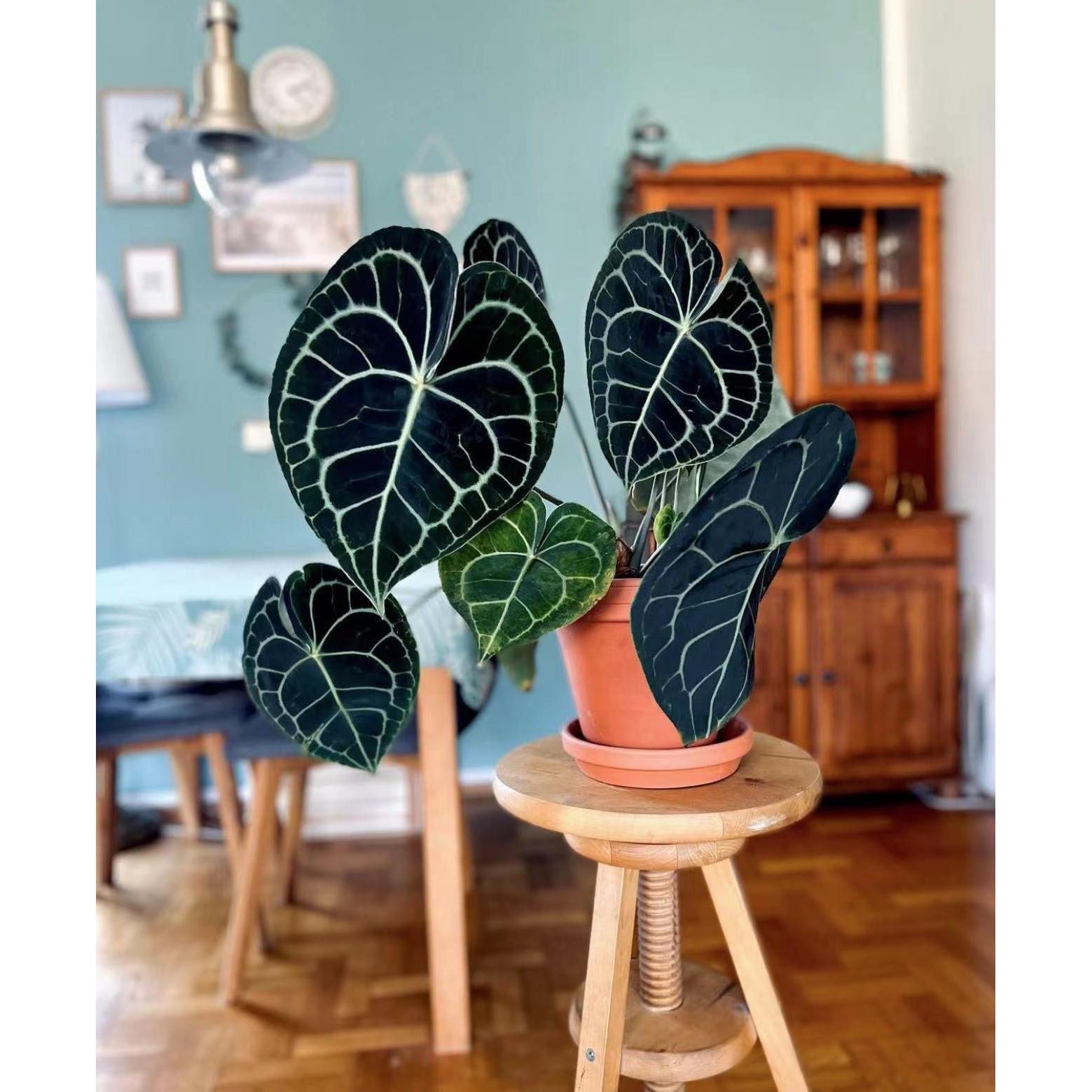 克莱恩花烛Anthuriumclarinervium水晶花烛铜锣烧银刷子