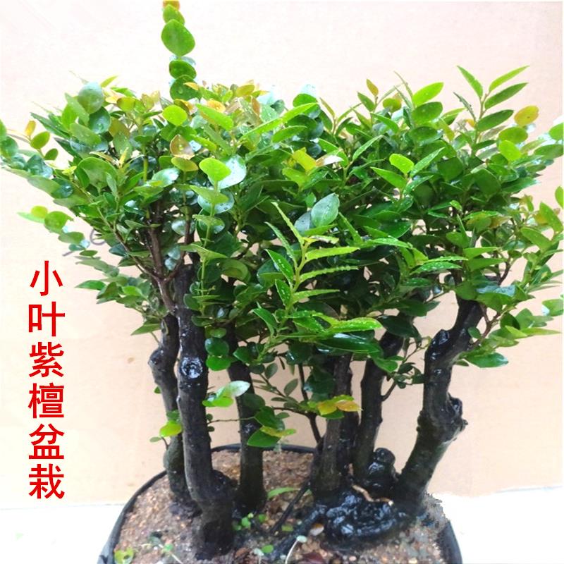 名贵紫檀盆栽四季常青客厅绿植花卉阳台室内小叶紫檀盆景树桩树苗