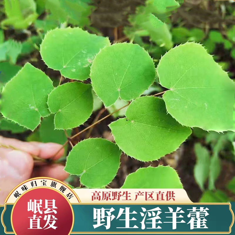 甘肃正品小叶淫羊藿中药材泡茶纯野生泡酒仙灵脾泡水喝枸杞淫洋藿