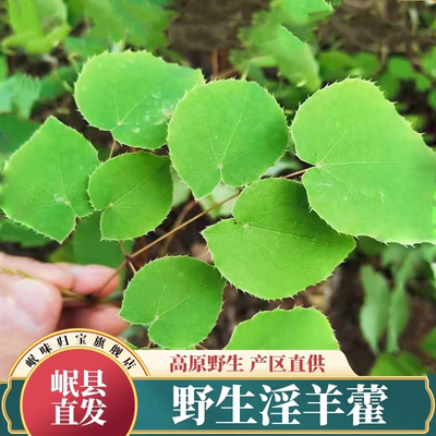 甘肃正品小叶淫羊藿中药材泡茶纯野生泡酒仙灵脾泡水喝枸杞淫洋藿