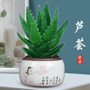 芦荟盆栽室内植物办公好养花卉