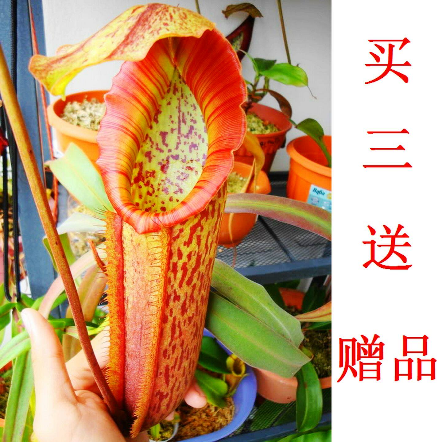 米兰达猪笼草 (笼子可以长很大)盆栽食虫植物趣味食人花卉捕虫草