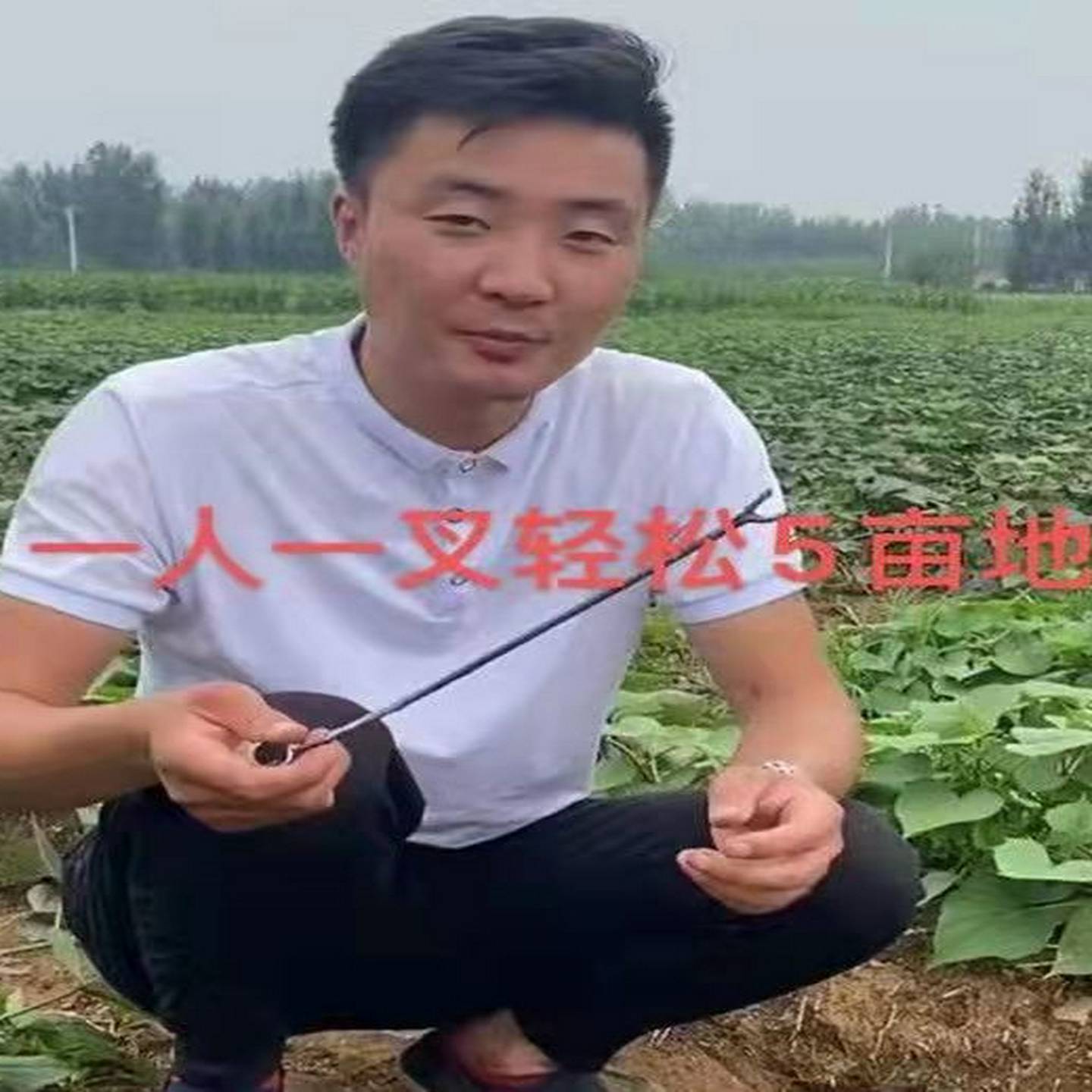 栽苗神器蜜薯苗地瓜苗镊子剪刀地瓜小型插秧器载菜苗器钳子红薯藤