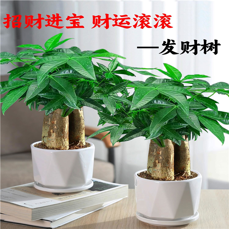 发财树盆栽花卉植物办公室内客厅绿植小盆景四季常青易活水培