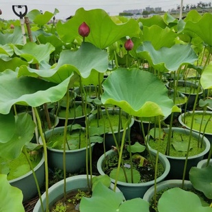 荷花水养盆栽碗莲苗带泥水培植物带花苞室外水池净化水质睡莲花卉