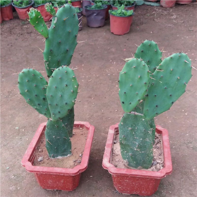 绿植 仙人掌仙人掌盆栽 仙人掌植物 仙人掌苗食用仙人掌多肉,鲜花速递/花卉仿真/绿植园艺,造型盆景,淘宝优惠券,粉丝福利购,淘宝优惠卷