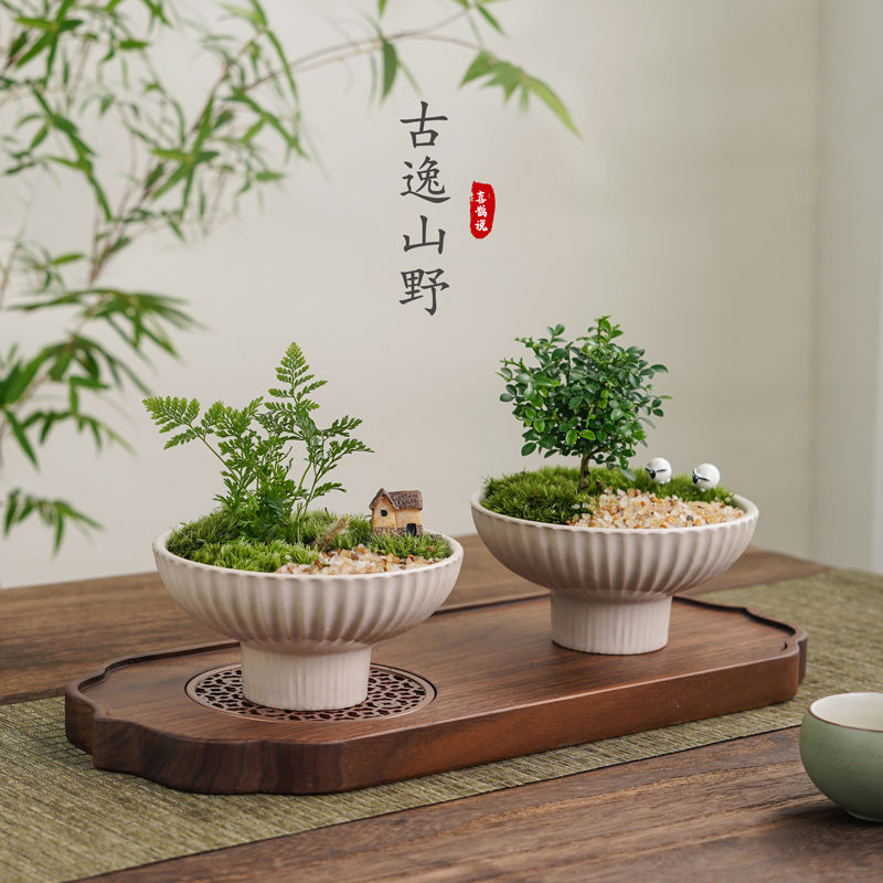 创意室内桌面苔藓微景观盆栽成盆景好养鲜活绿植净化空气吸