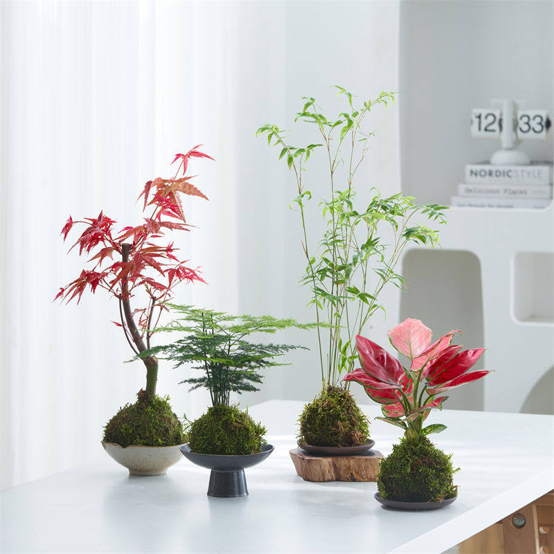 文竹六月雪福建茶苔藓球米竹吉利红绿植水培植物摆件微景观小