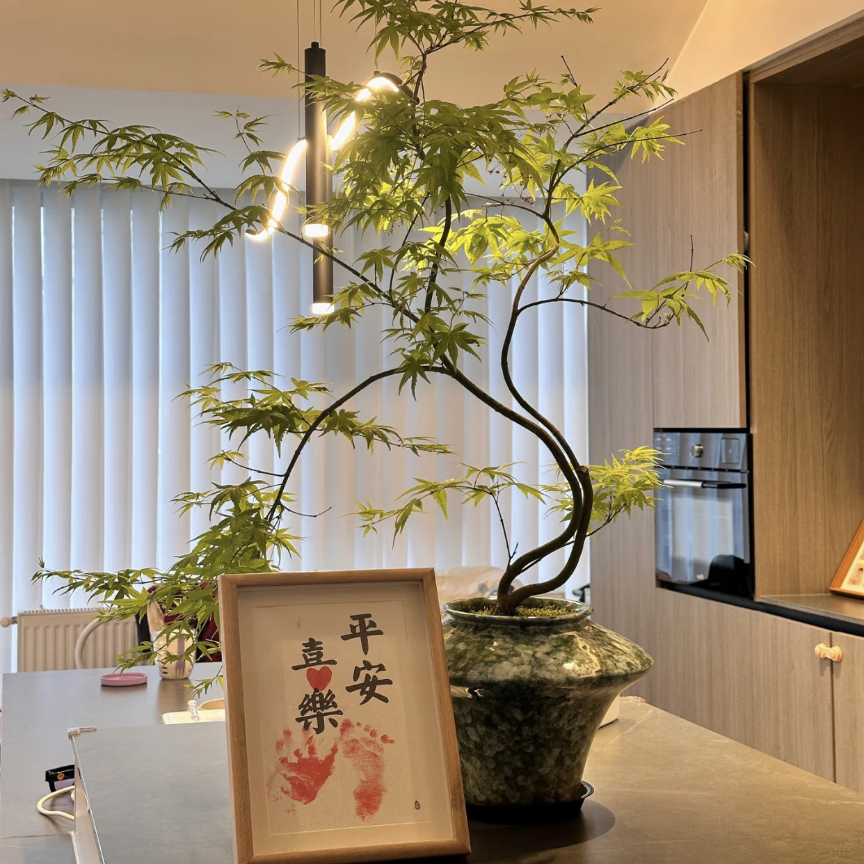 流泉枫盆栽绿植书房客厅室内植物盆景枫树网红日系禅意办公室枫叶
