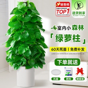 大叶绿萝柱盆栽客厅绿植室内吸甲醛净化空气办公室大型绿箩好养活