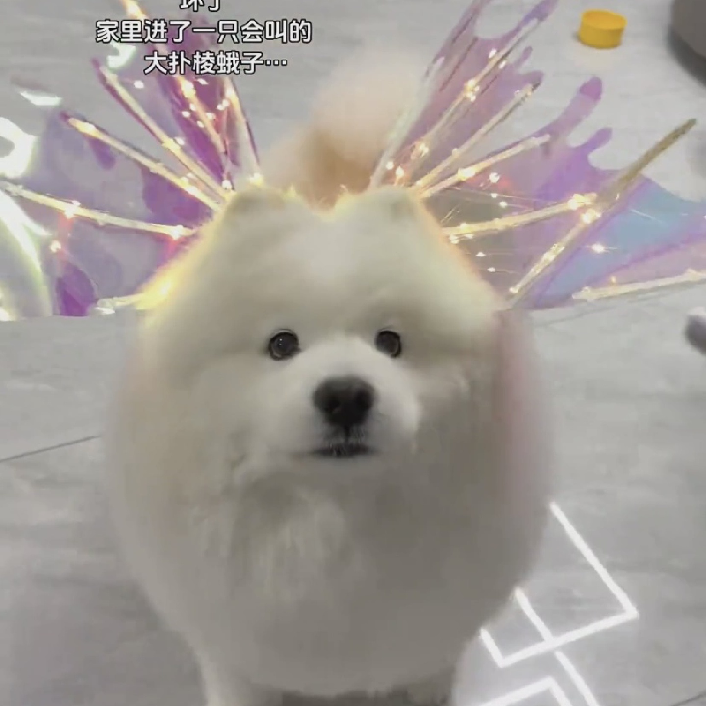 新款羽翼会电动蝴蝶狗狗翅膀背饰天使小仙女孩的发光玩具儿童道具