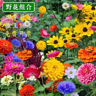 野花组合花籽耐寒多年矮生波斯菊花种子四季易活格桑花种籽百日草