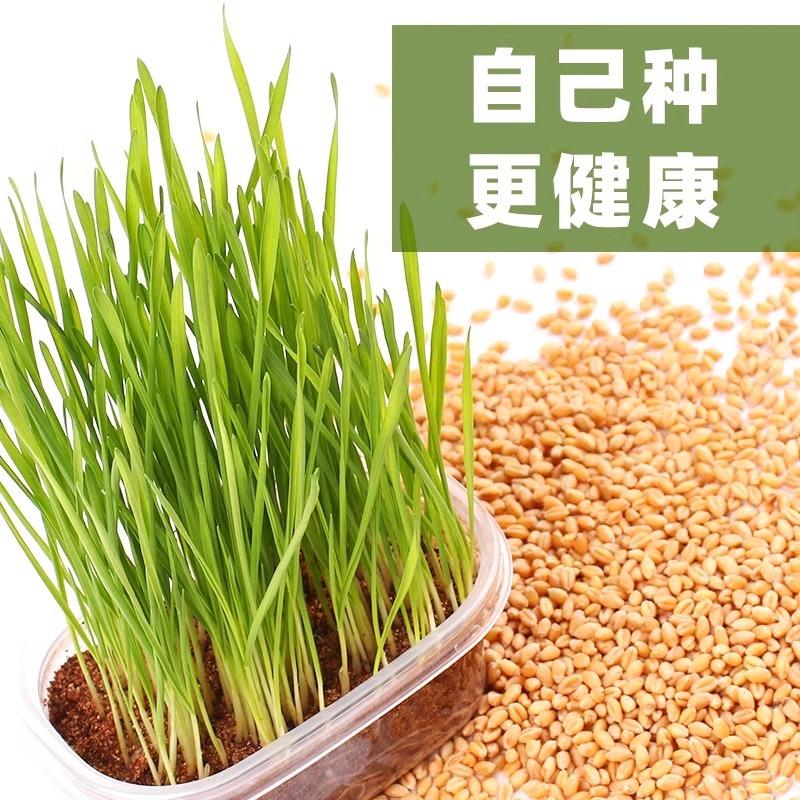 大麦种子芽苗菜若叶青汁榨