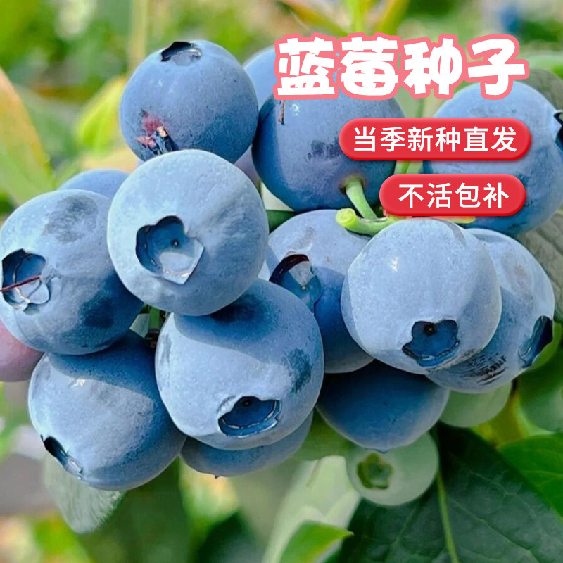 蓝莓种籽蓝莓树苗种子室内外阳台庭院盆栽地栽易活多品种四季种植