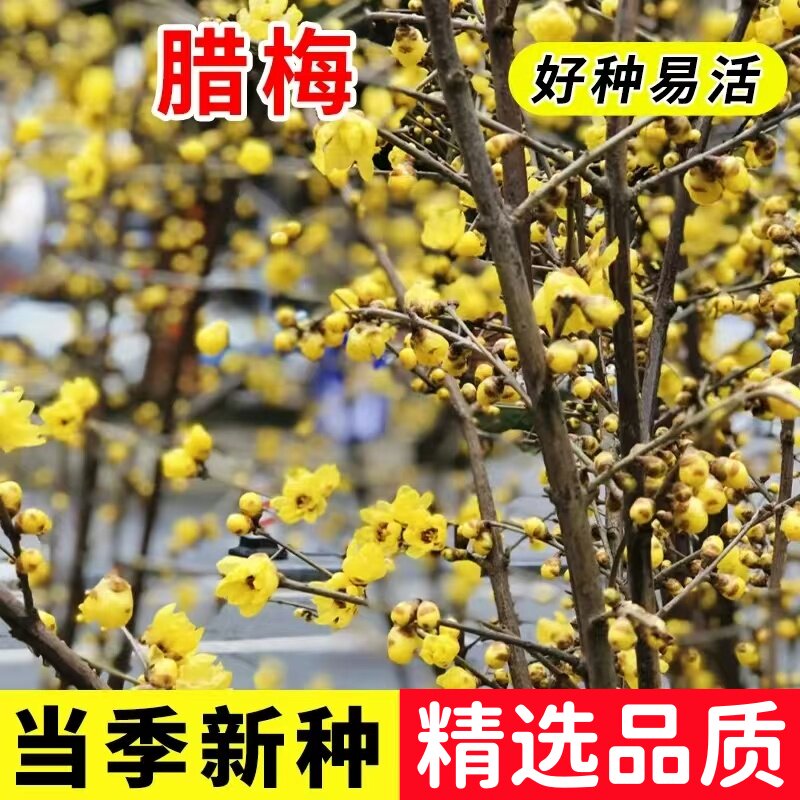 腊梅种子籽素黄心腊梅树种子狗牙梅榆叶梅珍珠梅乌梅树红梅花种子