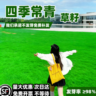 草坪草籽庭院地毯草皮绿化黑麦草种子护坡狗牙根马尼拉四季青种籽
