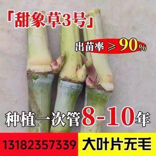 台湾甜象草3号种节无毛耐寒巨菌草种子新型皇竹草四季多年生牧草