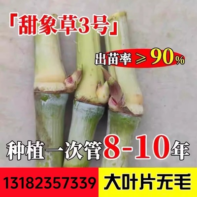台湾甜象草3号种节无毛耐