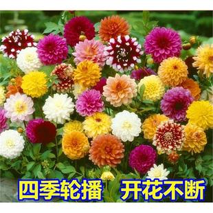 多季开花重瓣太阳小丽花易活植物盆栽庭院室外草花种籽大丽花种子