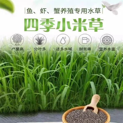 正宗小米草种子雀叶稗湖南