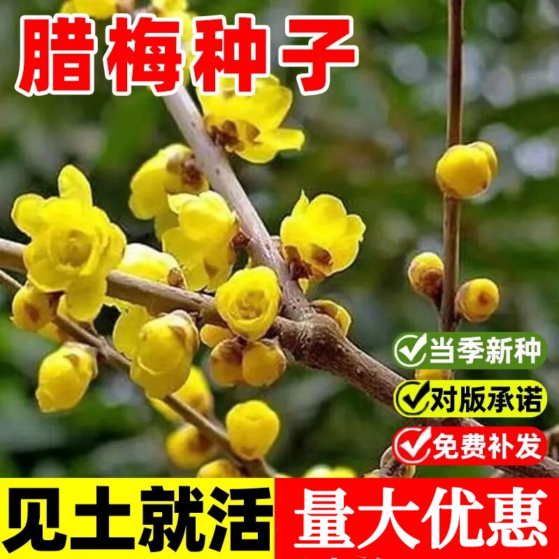 腊梅种子籽素黄心腊梅树种子狗牙梅榆叶梅珍珠梅乌梅树红梅花种子