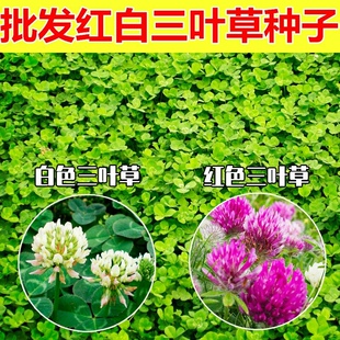 白三叶草种子绿化草籽进口草坪种子三叶草 酢浆草四季花种子