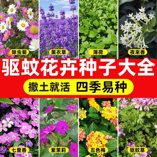驱蚊草花种子大全四季开易