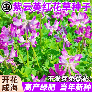 紫云英种籽蜜源固氮果园绿肥高产牧草种子多年生食用鲜嫩多汁草籽