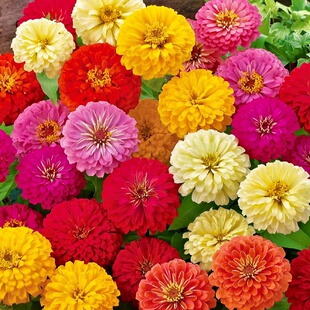 矮杆重瓣百日草花种籽子多季播种开花波斯菊节节高太阳花卉种孑