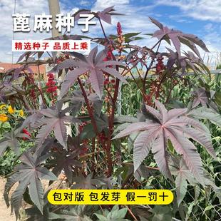 蓖麻子种子饱满大蓖麻子油种子绿宝四季播红绿蓖麻中药材蓖麻种籽